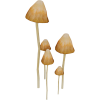 Liberty Cap mushrooms