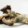 Buy Psilocybe Cubensis With Bitcoin Online